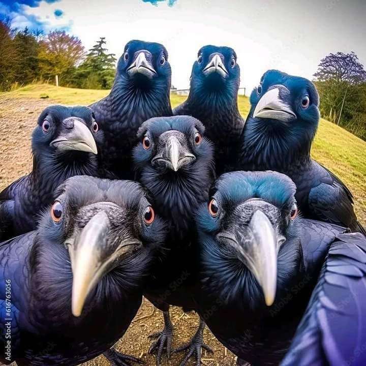 vackra fåglar pussel online från foto