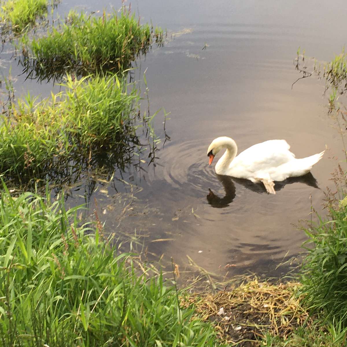 Swan in pond puzzle online from photo