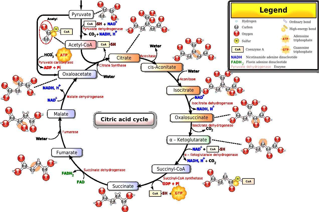 Krebs cycle puzzle online from photo