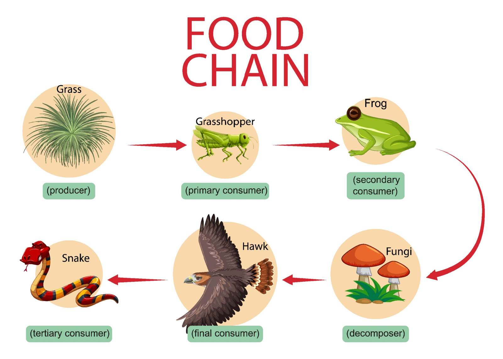 FOOD CHAIN online puzzle