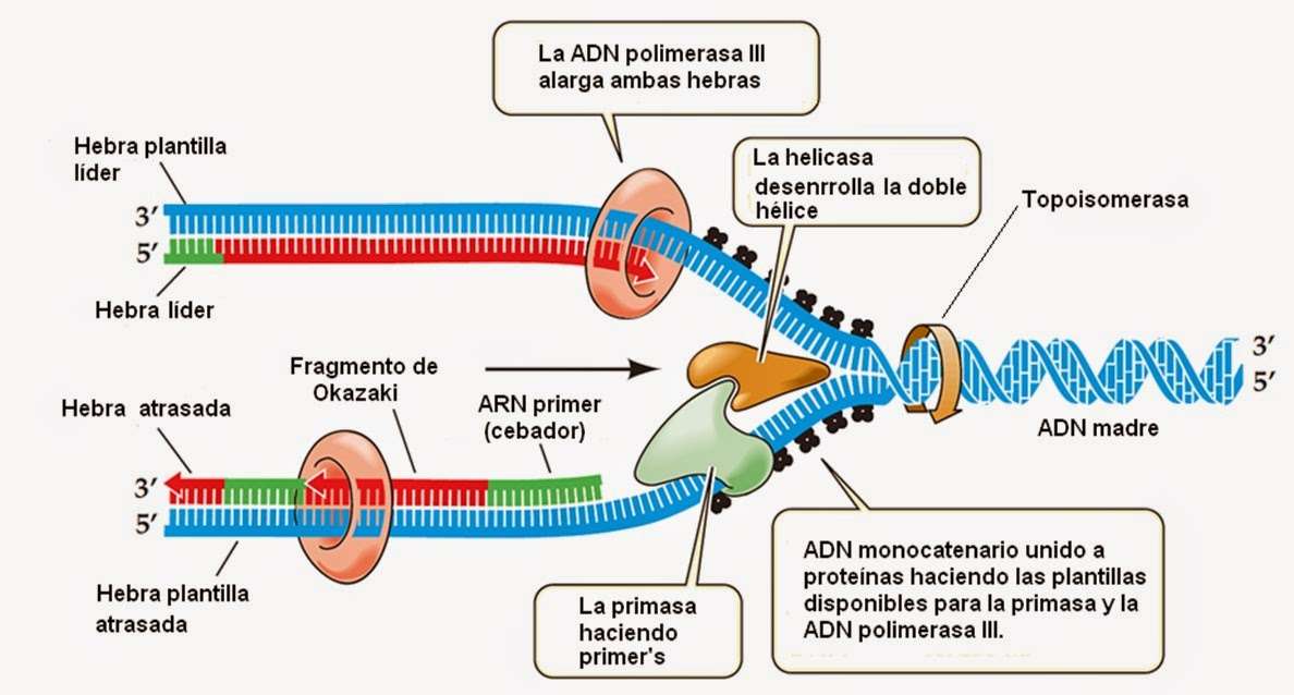 replicazione del DNA puzzle online da foto