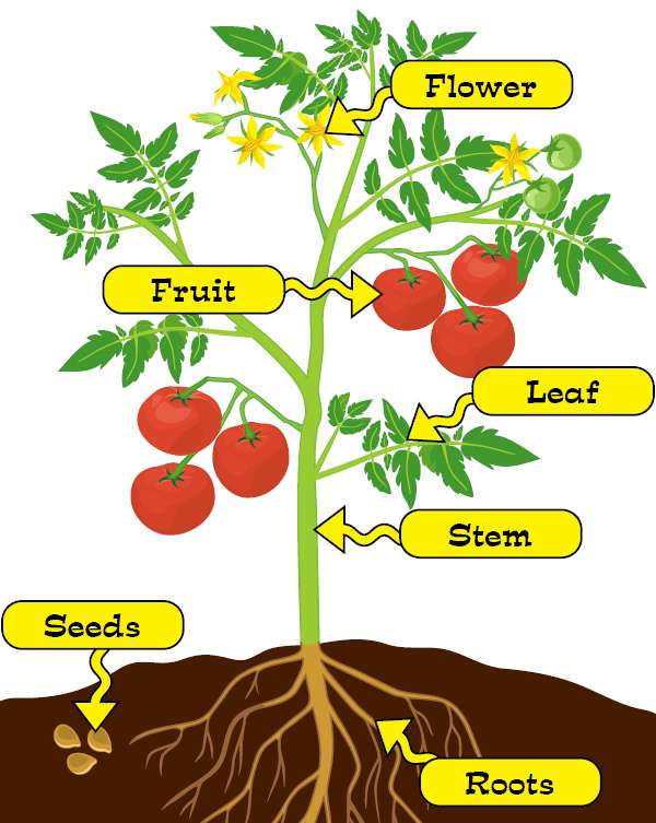 parts of plants puzzle online from photo