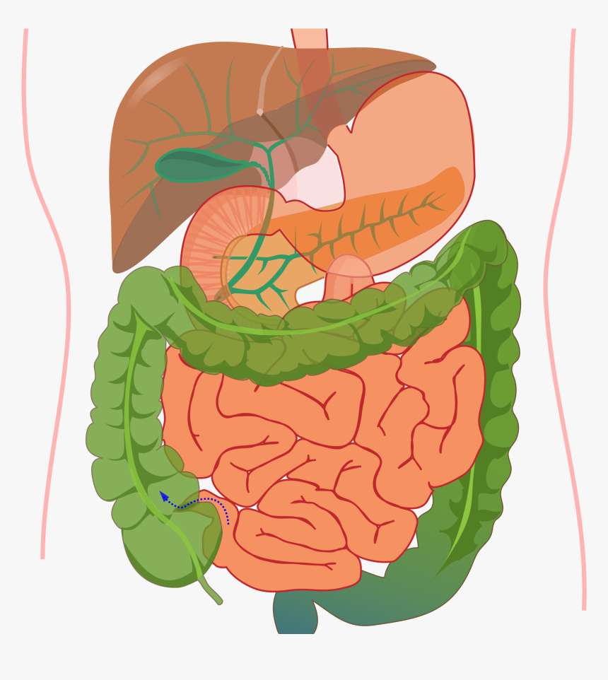 Puzzle digestive system puzzle online from photo