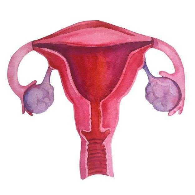 Жіноча репродуктивна система скласти пазл онлайн з фото