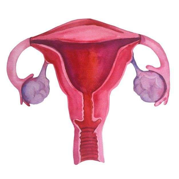 Female reproductive system puzzle online from photo