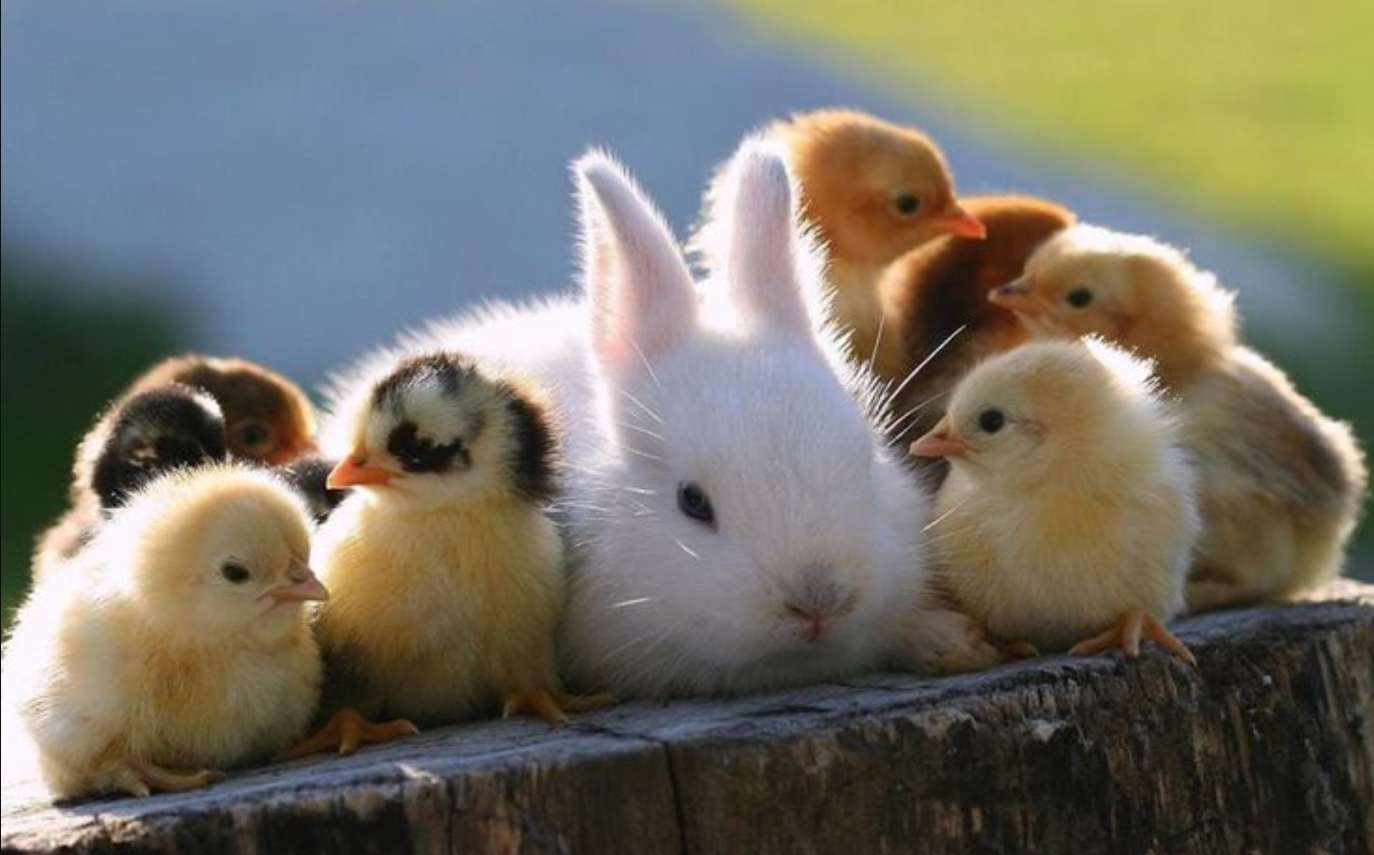 bunnies and ducks puzzle online from photo