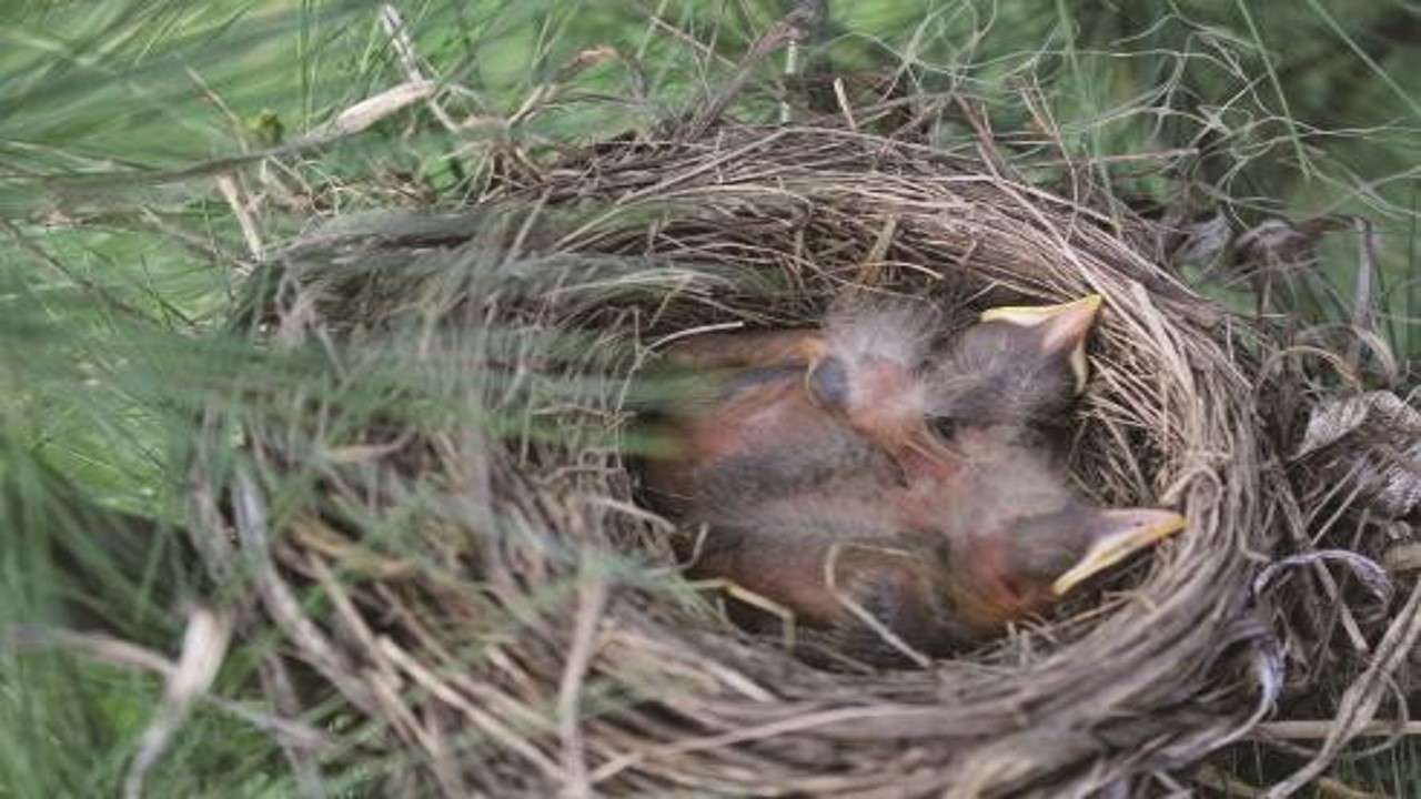 Ptačí hnízdo online puzzle
