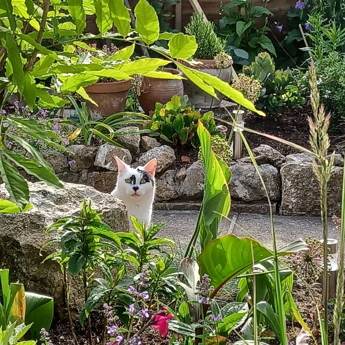 gato en el jardín rompecabezas en línea