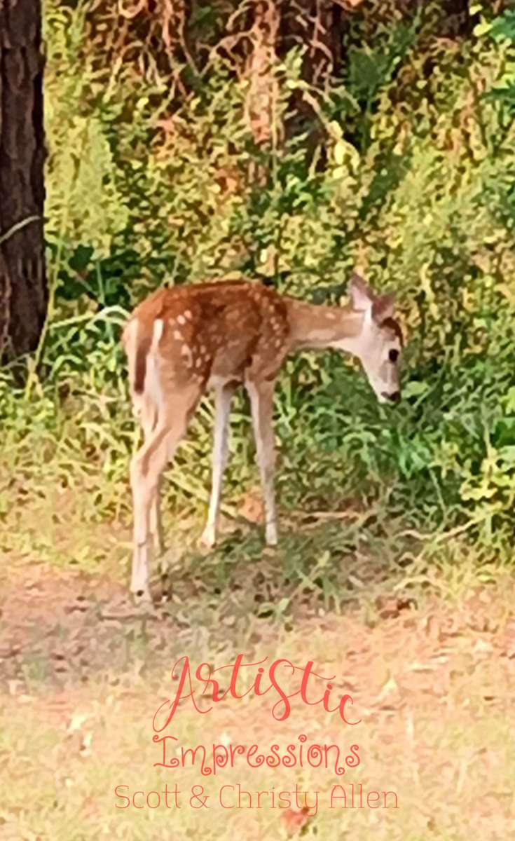 Sequoya State Park Deer Pussel online