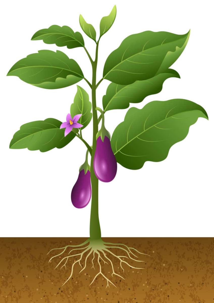 eggplant puzzle online from photo