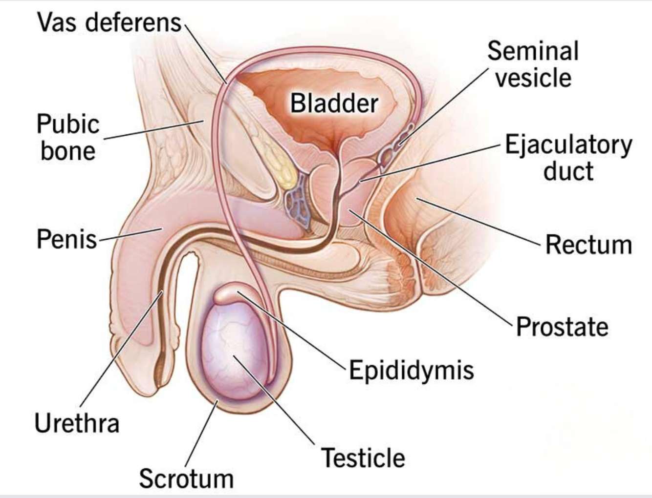 Мужская репродуктивная система пазл онлайн из фото