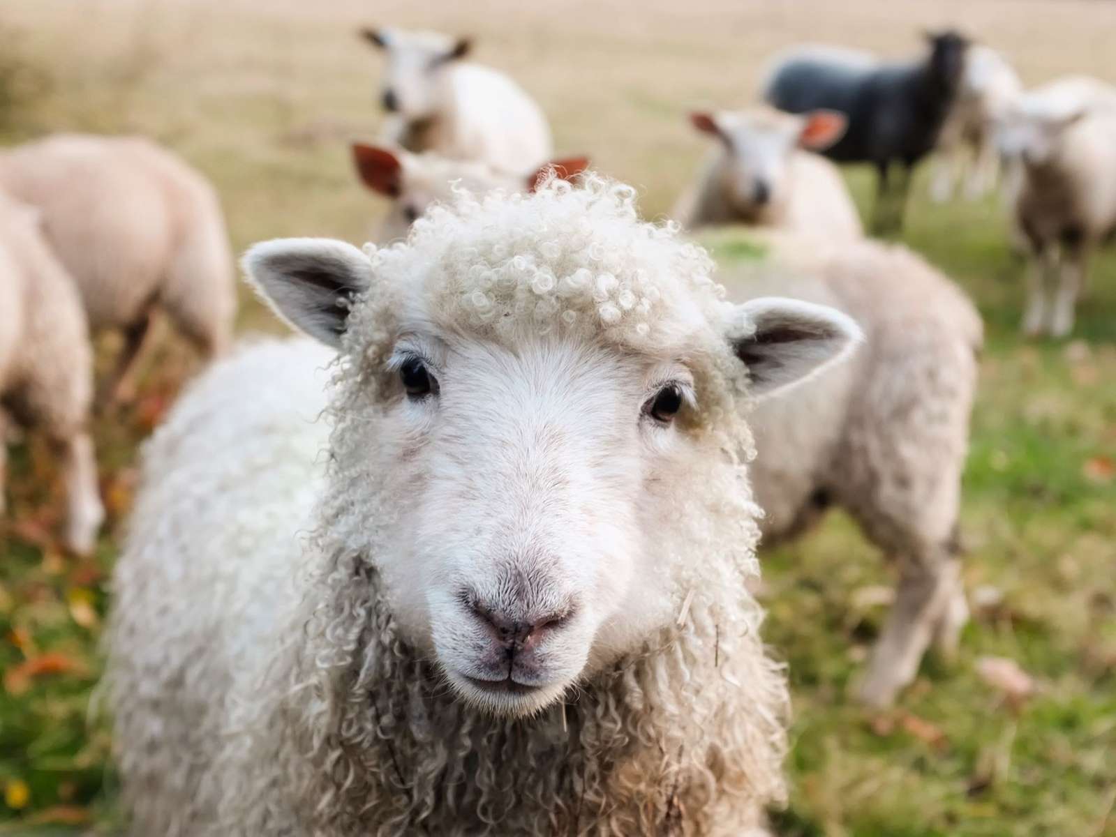 Весела овца онлайн пъзел