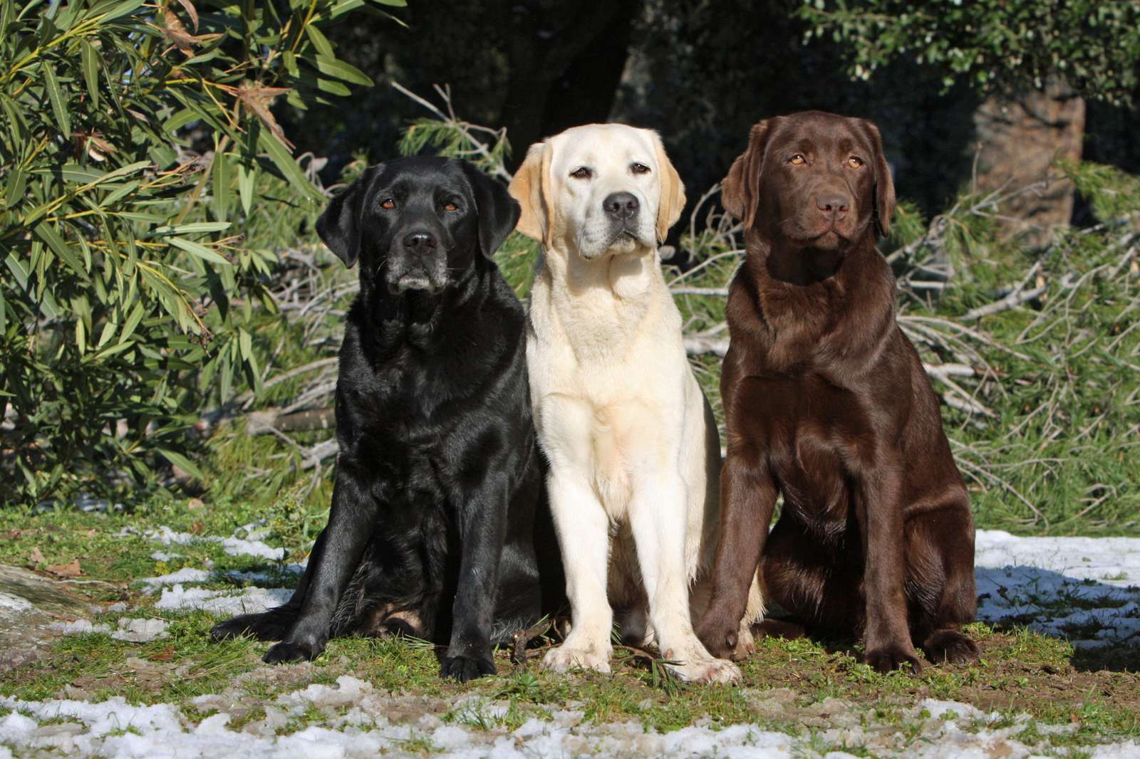 Labrador dog puzzle online from photo