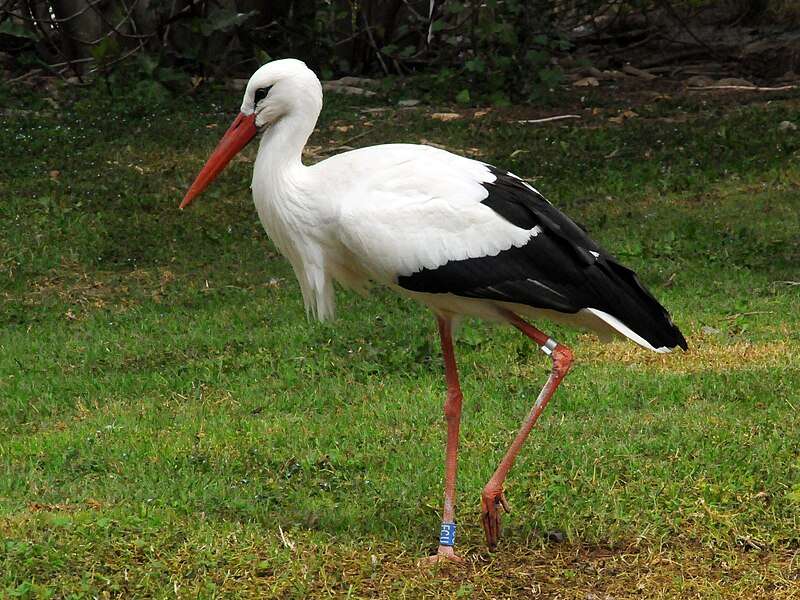 White stork puzzle online from photo