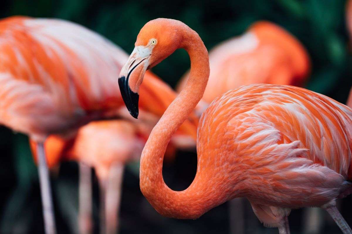Rosa Flamingo pussel online från foto