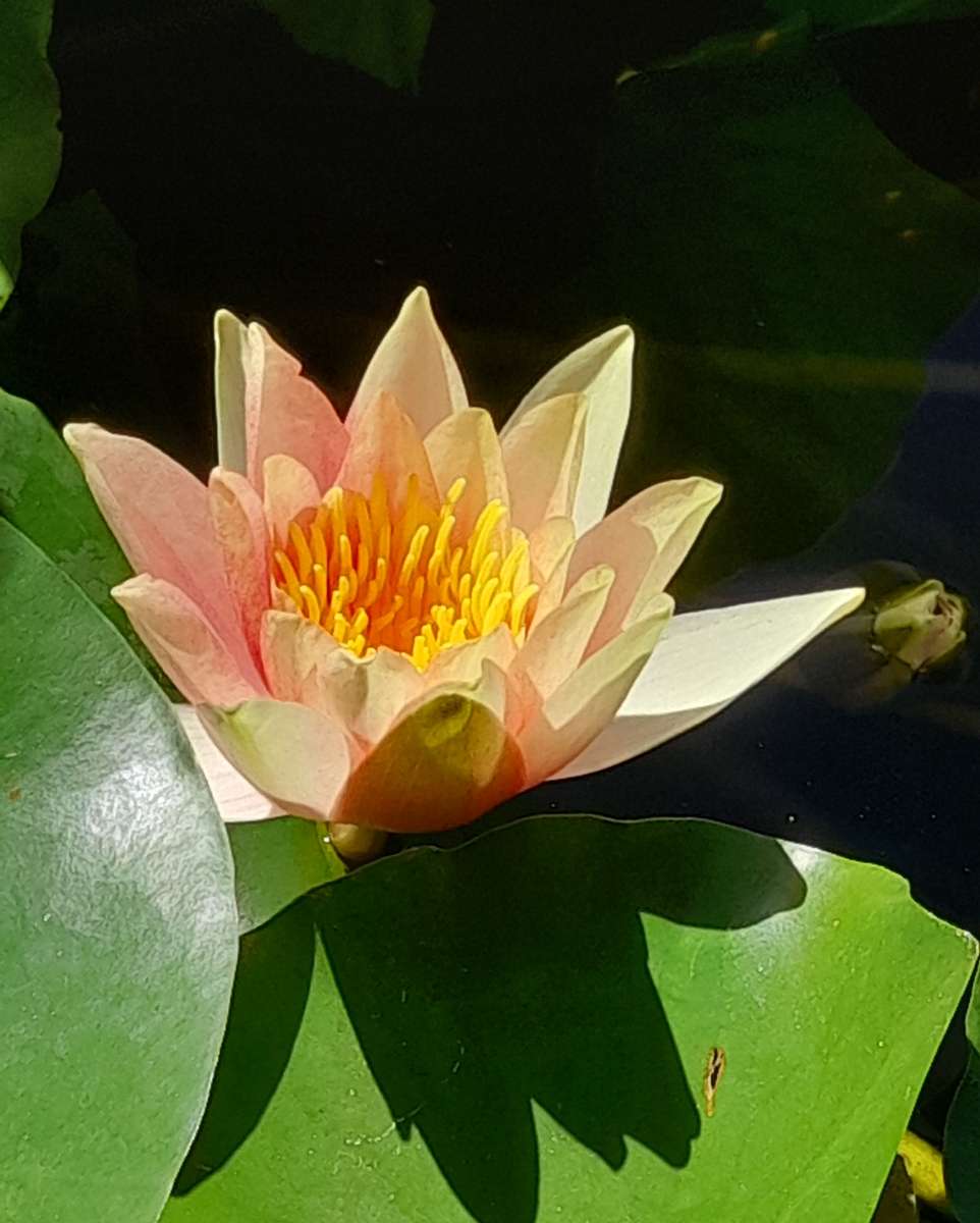 Water Lily puzzle online from photo