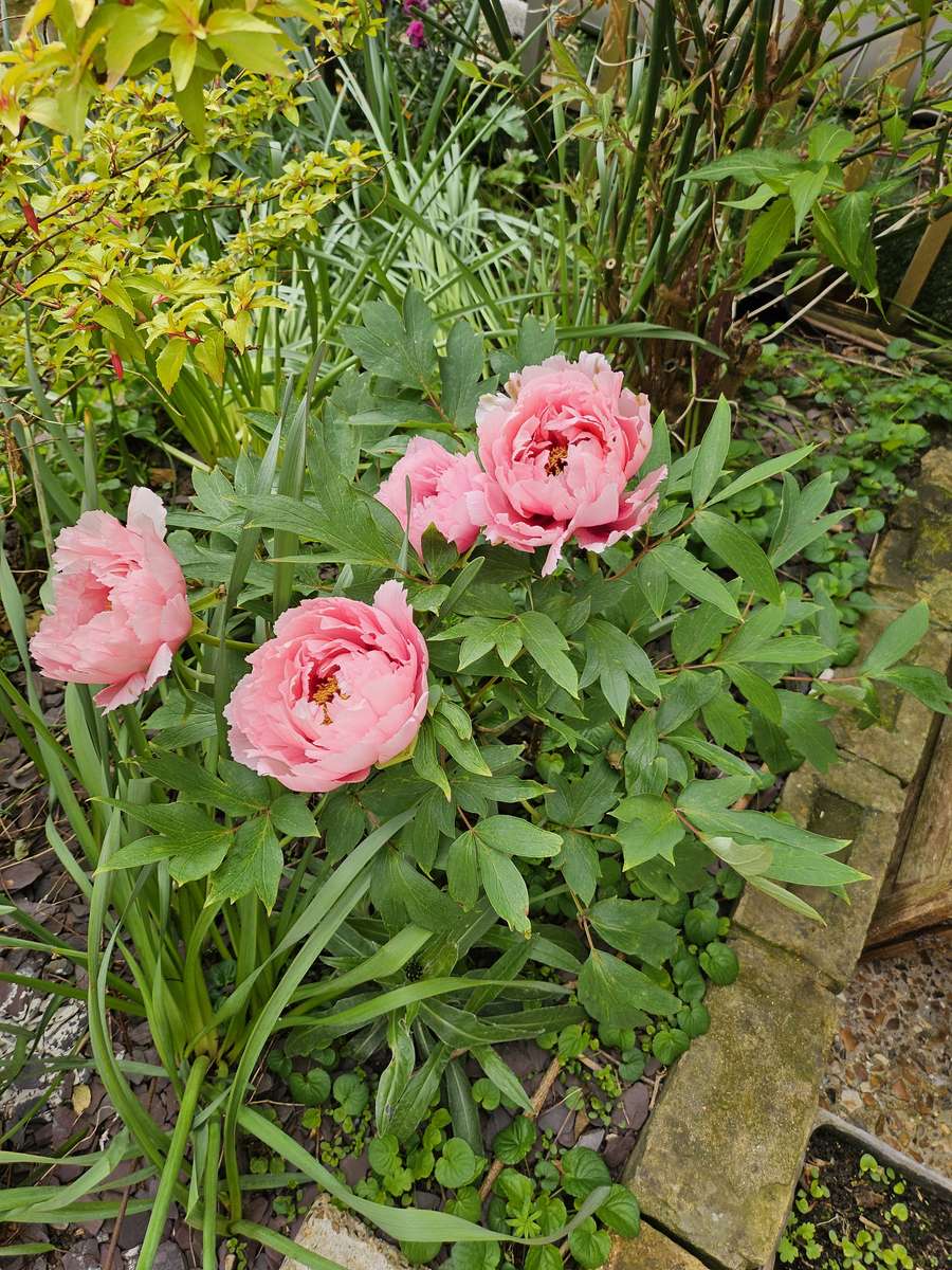 Peony in bloom online puzzle