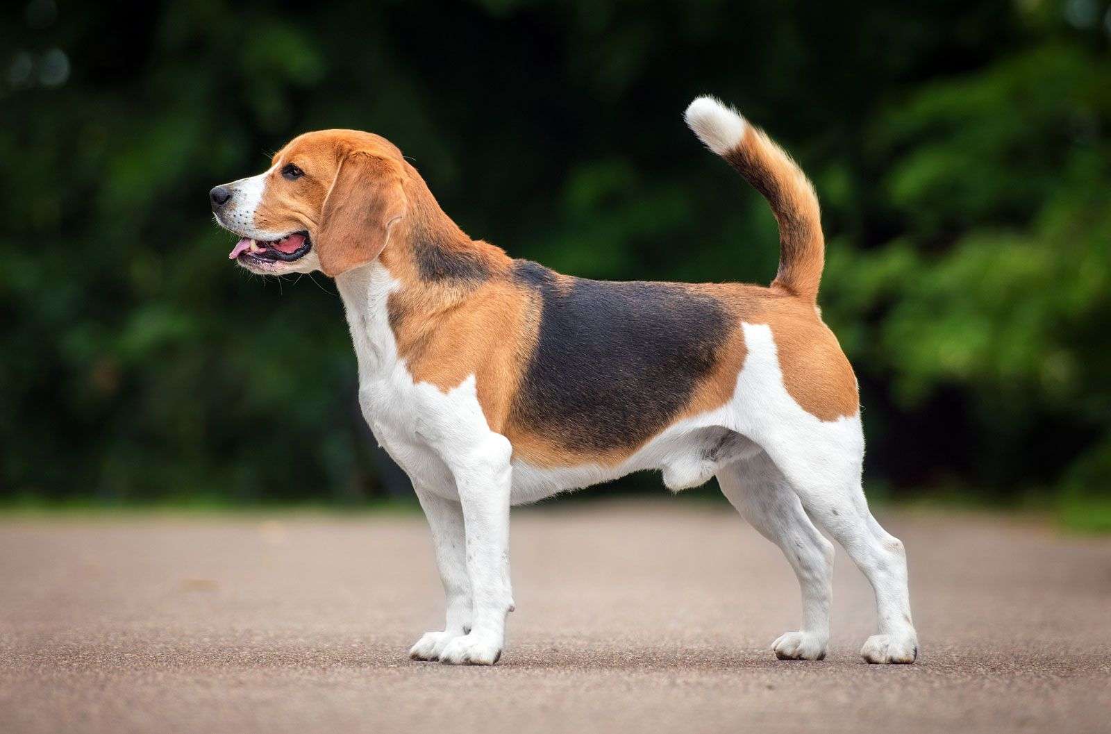 Beagle Dog online puzzle