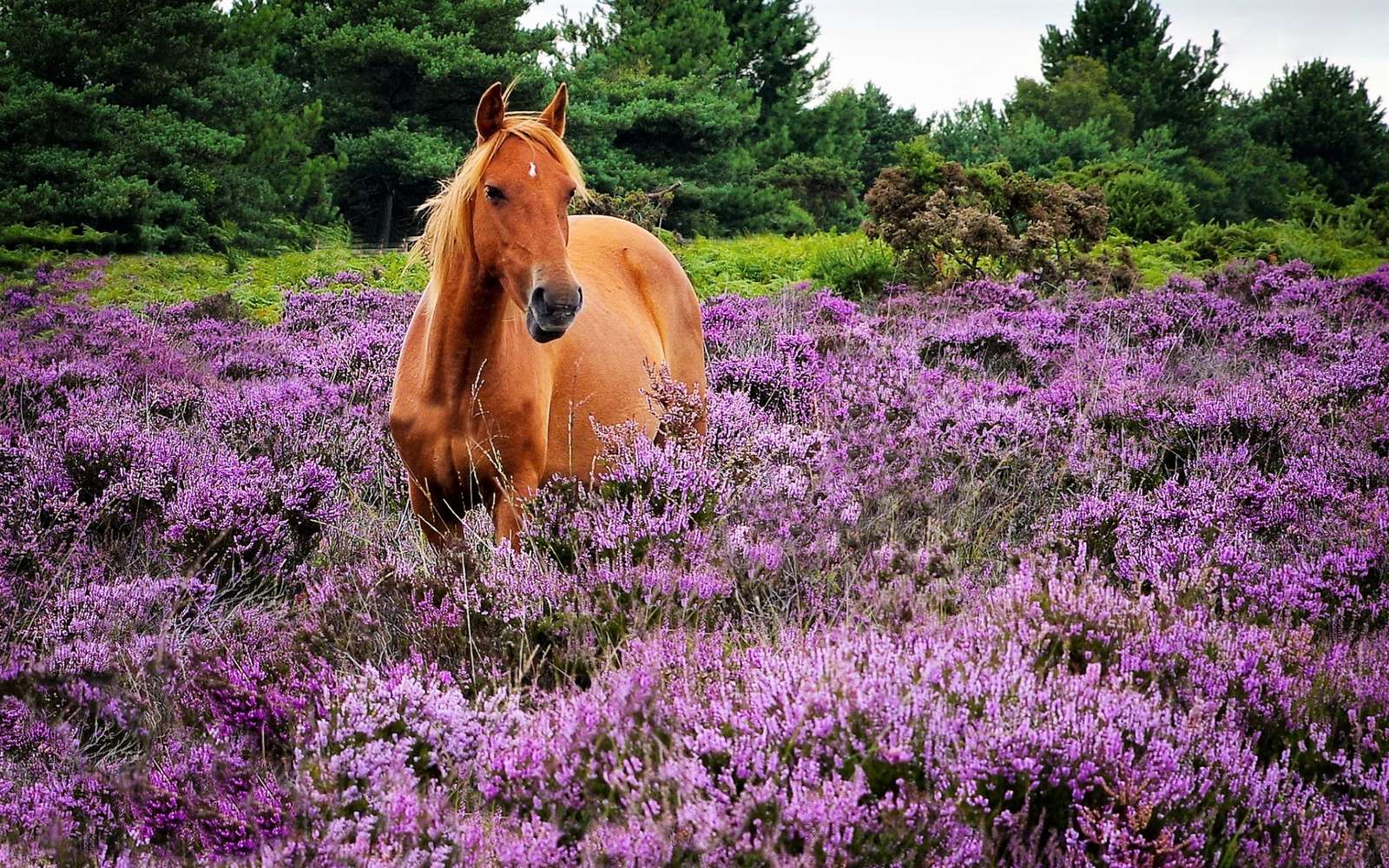 Campo viola del cavallo marrone puzzle online da foto