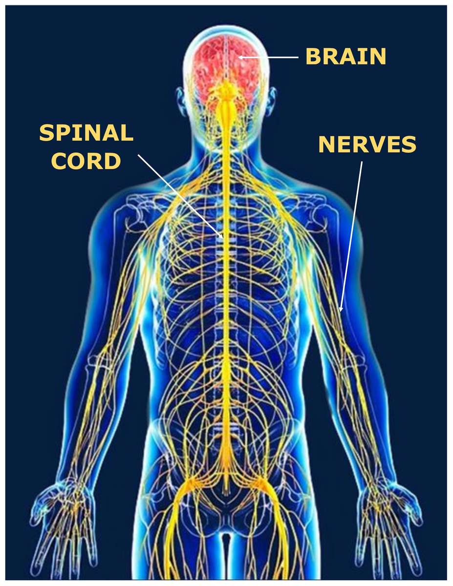 Нервна система онлайн пъзел от снимка