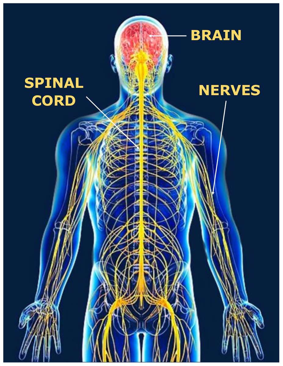 Nervous System puzzle online from photo