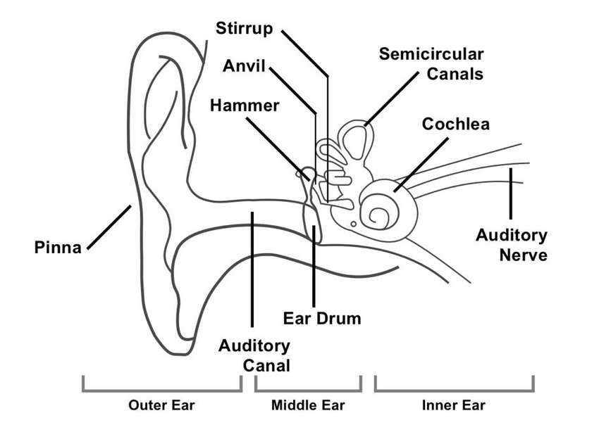 estructura de la oreja rompecabezas en línea