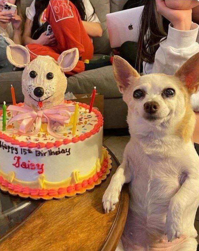 Una perrita feliz celebrando su cumpleaños. rompecabezas en línea