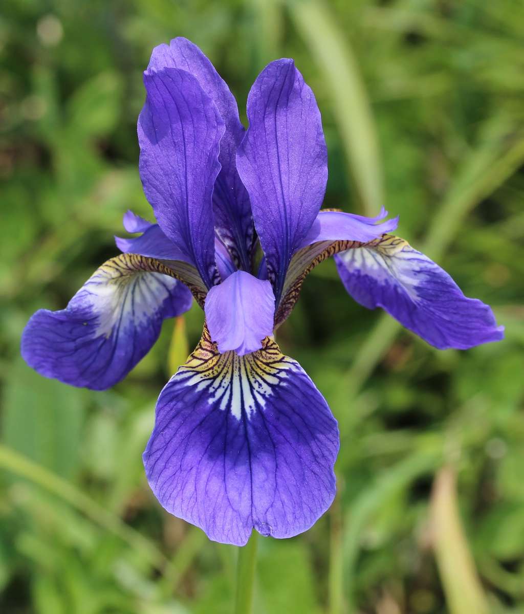 Flower iris online puzzle