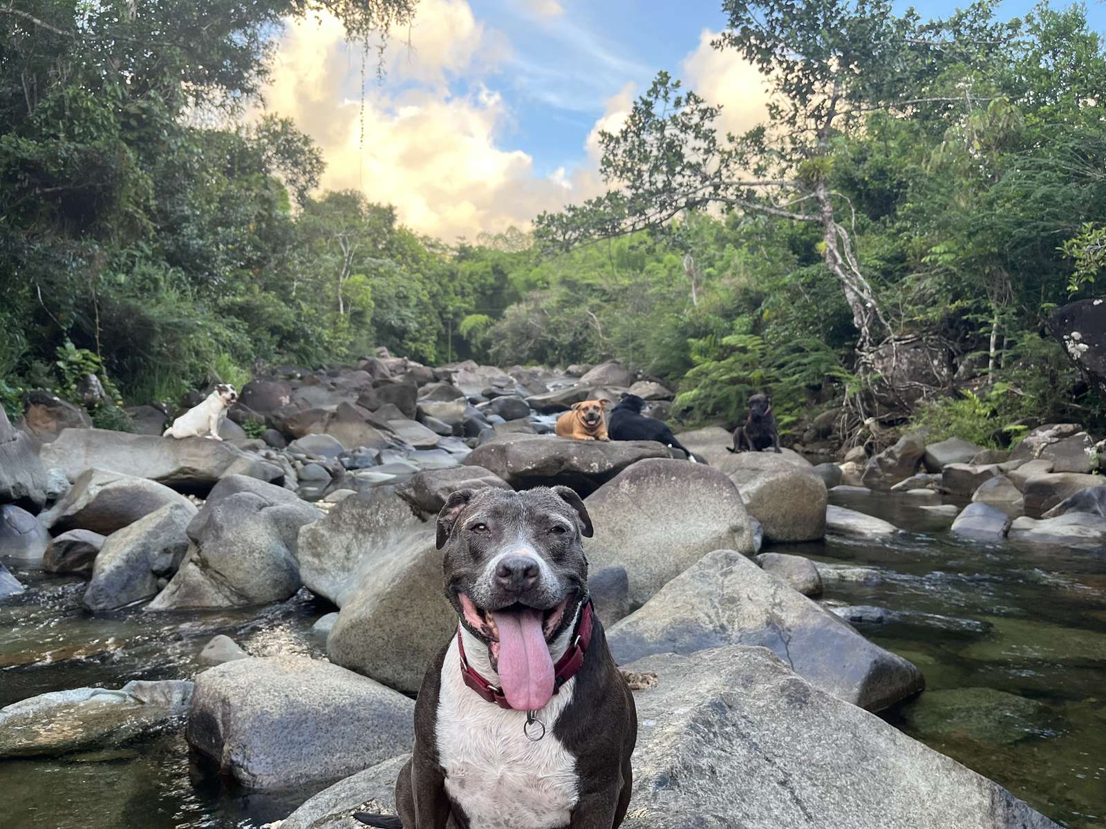Sweetie the pitty at the river in El Yunque PR puzzle online from photo