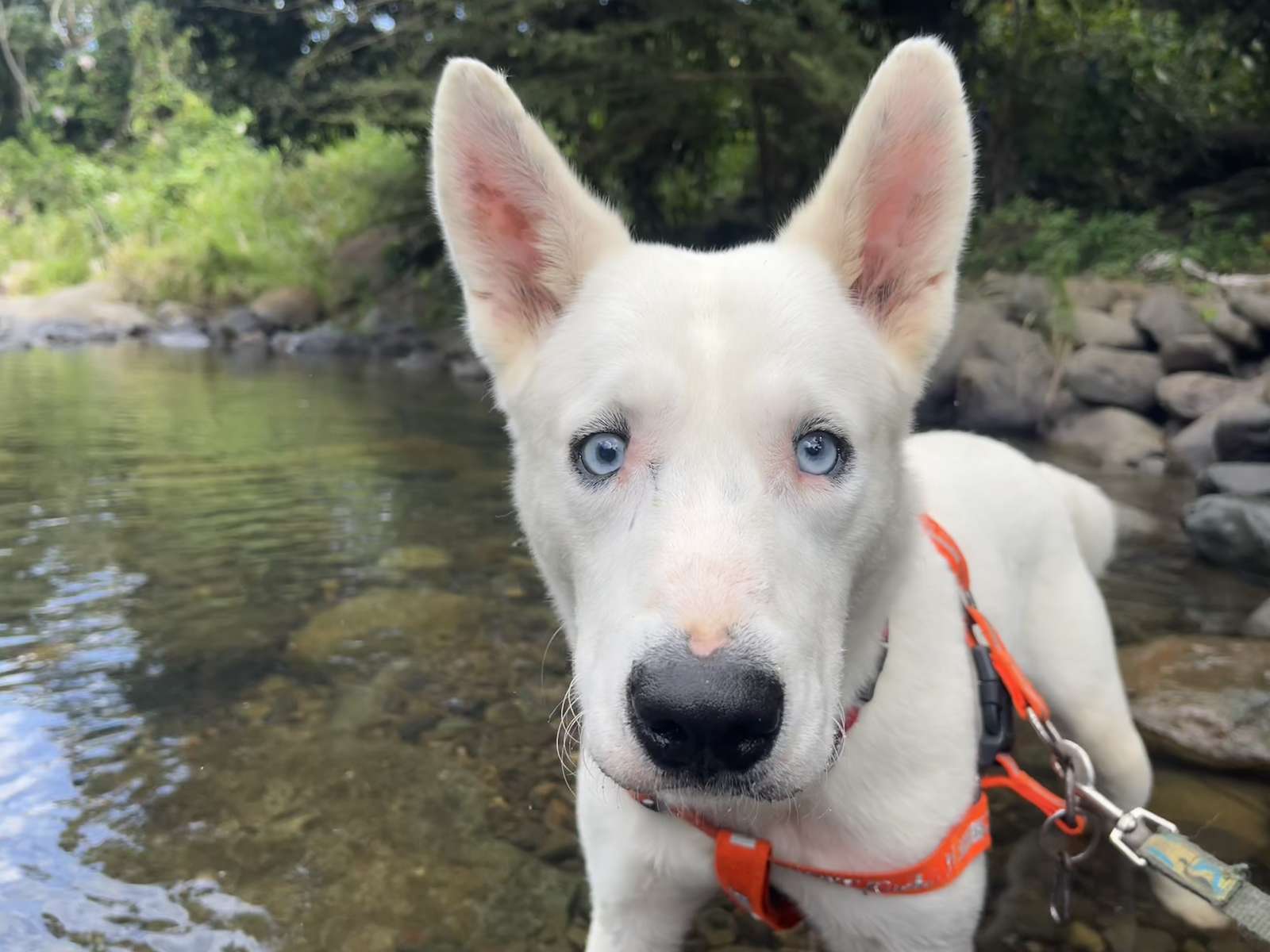 Casper the blind and deaf husky puzzle online from photo