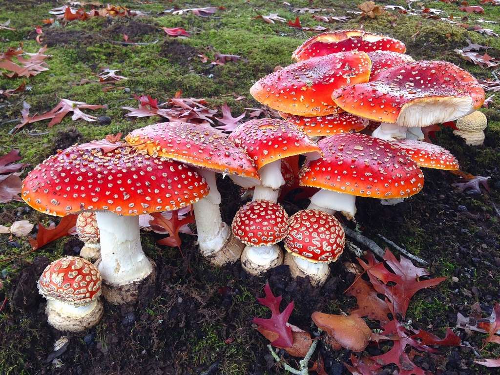 fly agaric online puzzle