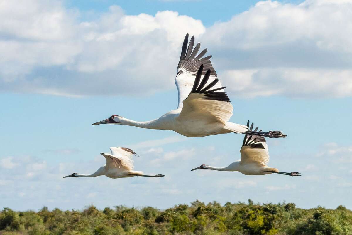 Flock of white cranes online puzzle