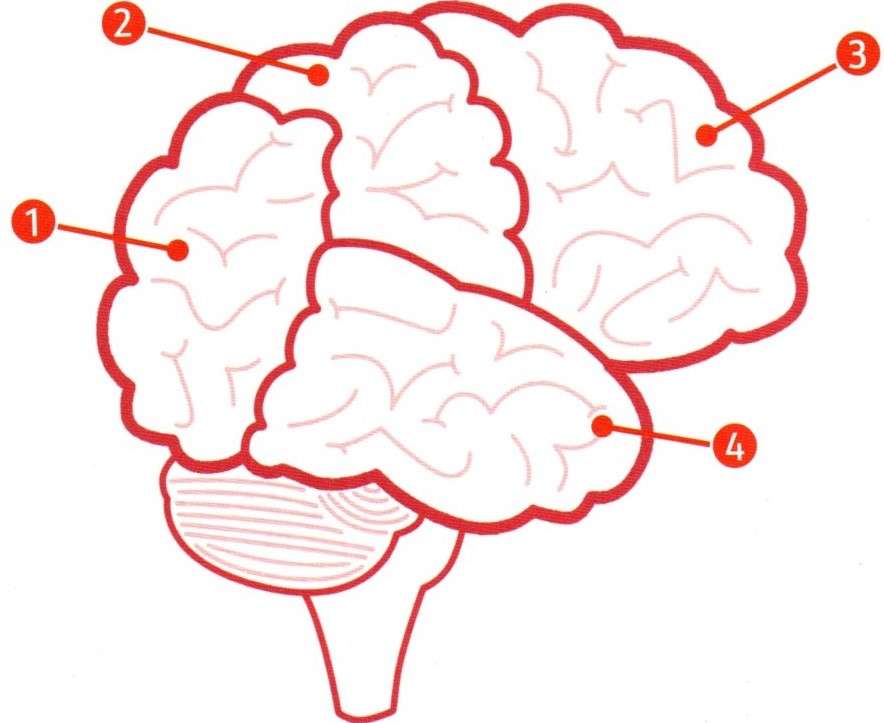 Creierul puzzle online