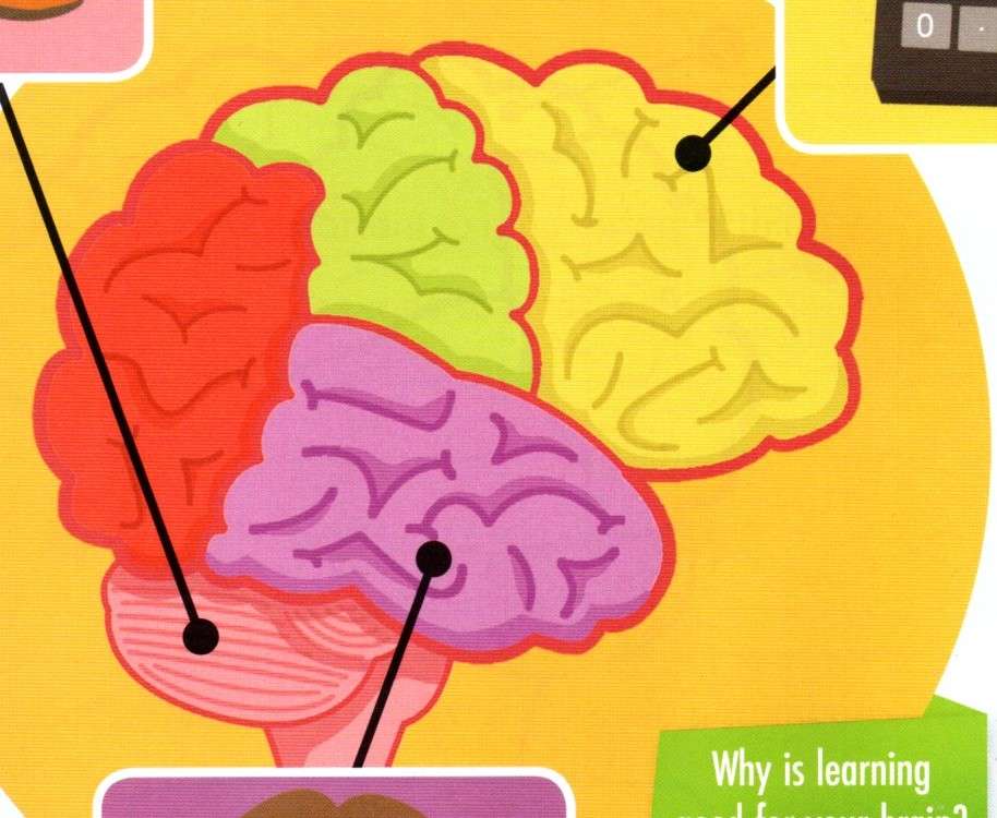 creierul nostru puzzle online