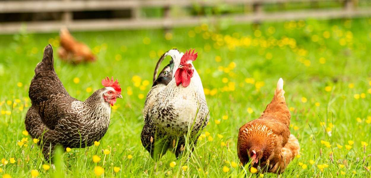 Kycklingar pussel online från foto