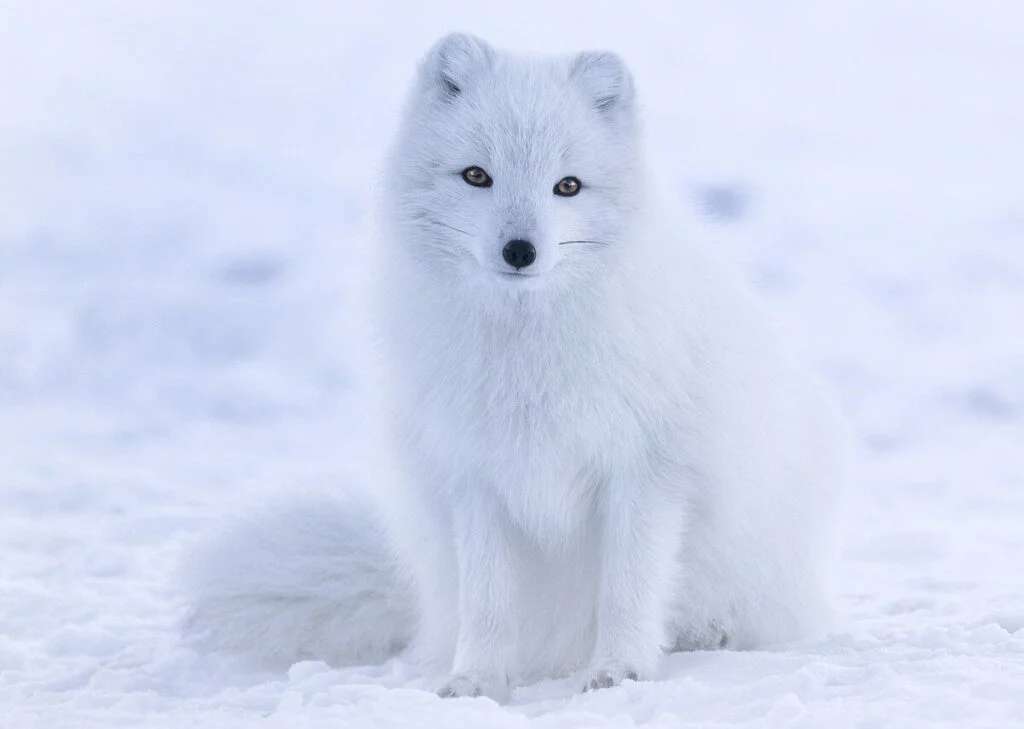 Арктическая лиса пазл онлайн из фото