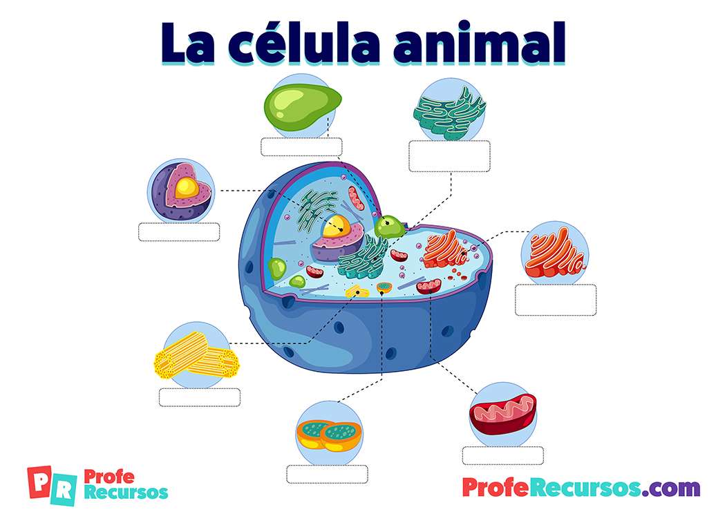 Anima cell puzzle online from photo