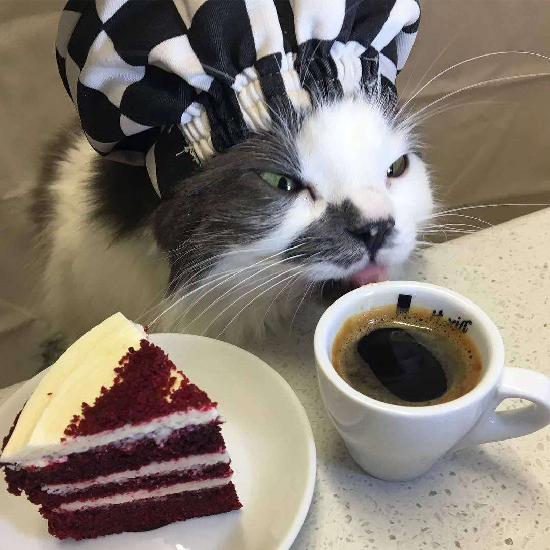 Μια γάτα που πίνει ένα φλιτζάνι καφέ με ένα κομμάτι κέικ online παζλ