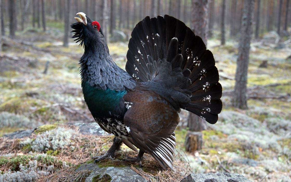 Capercaillie1 puzzle online from photo
