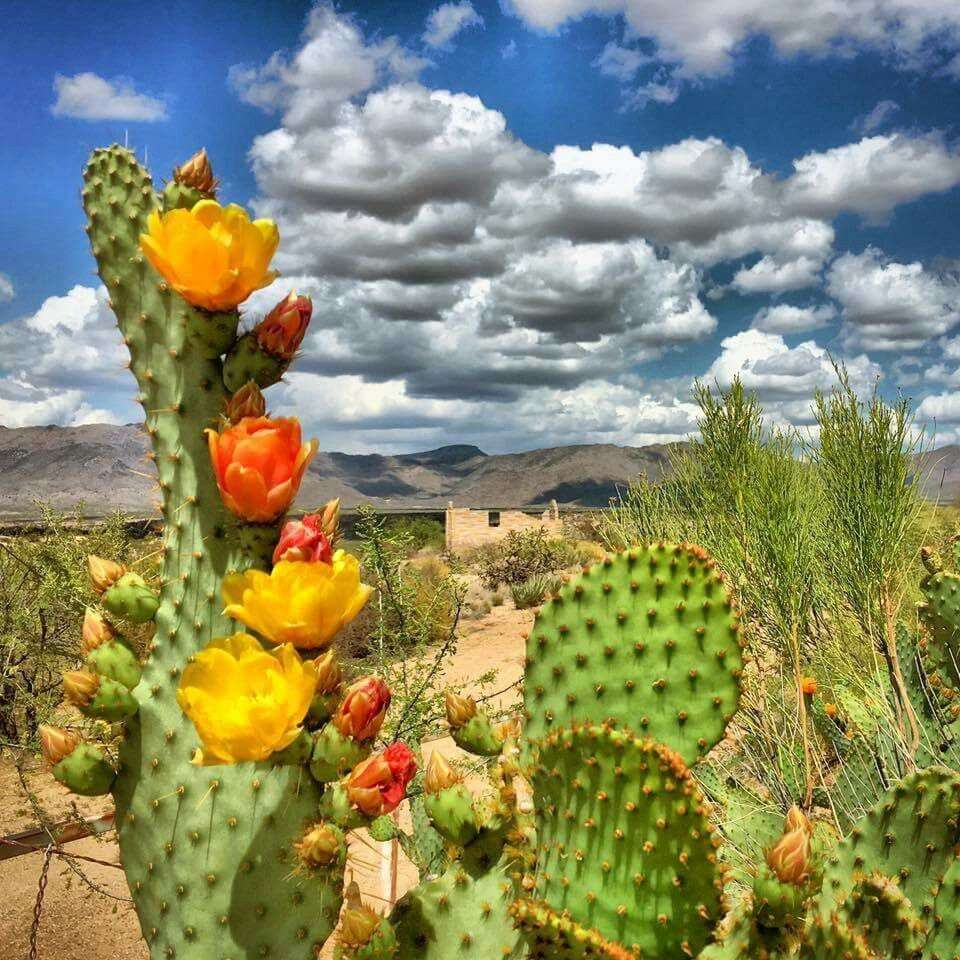 Kaktus i blom pussel online från foto