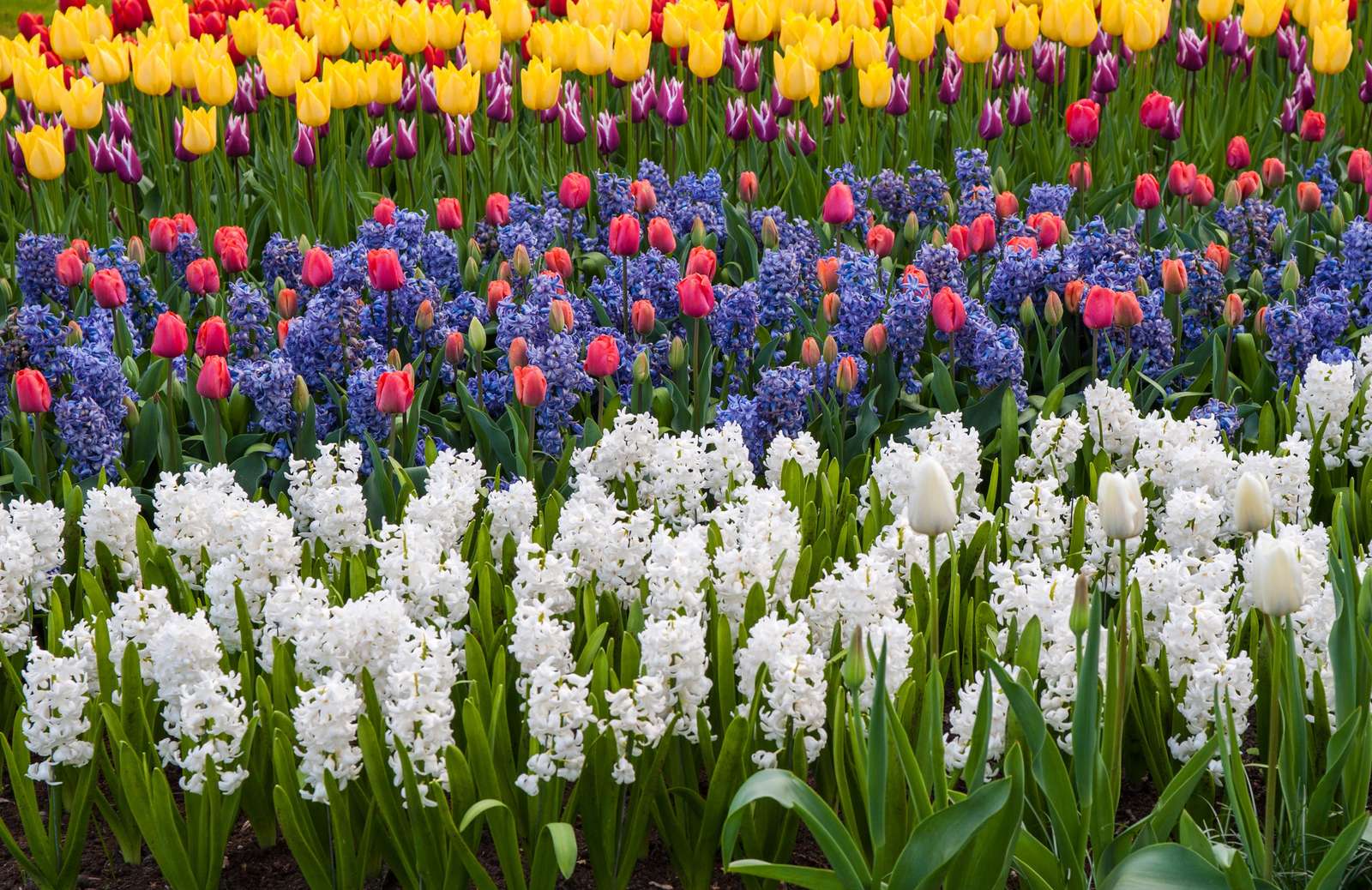 Flower Beds puzzle online from photo