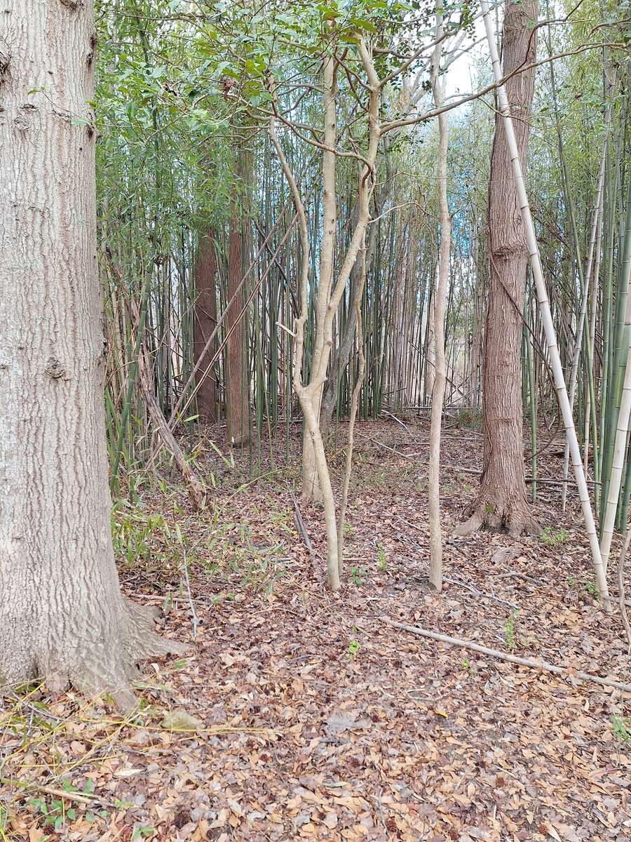 Pădure de bambus puzzle online