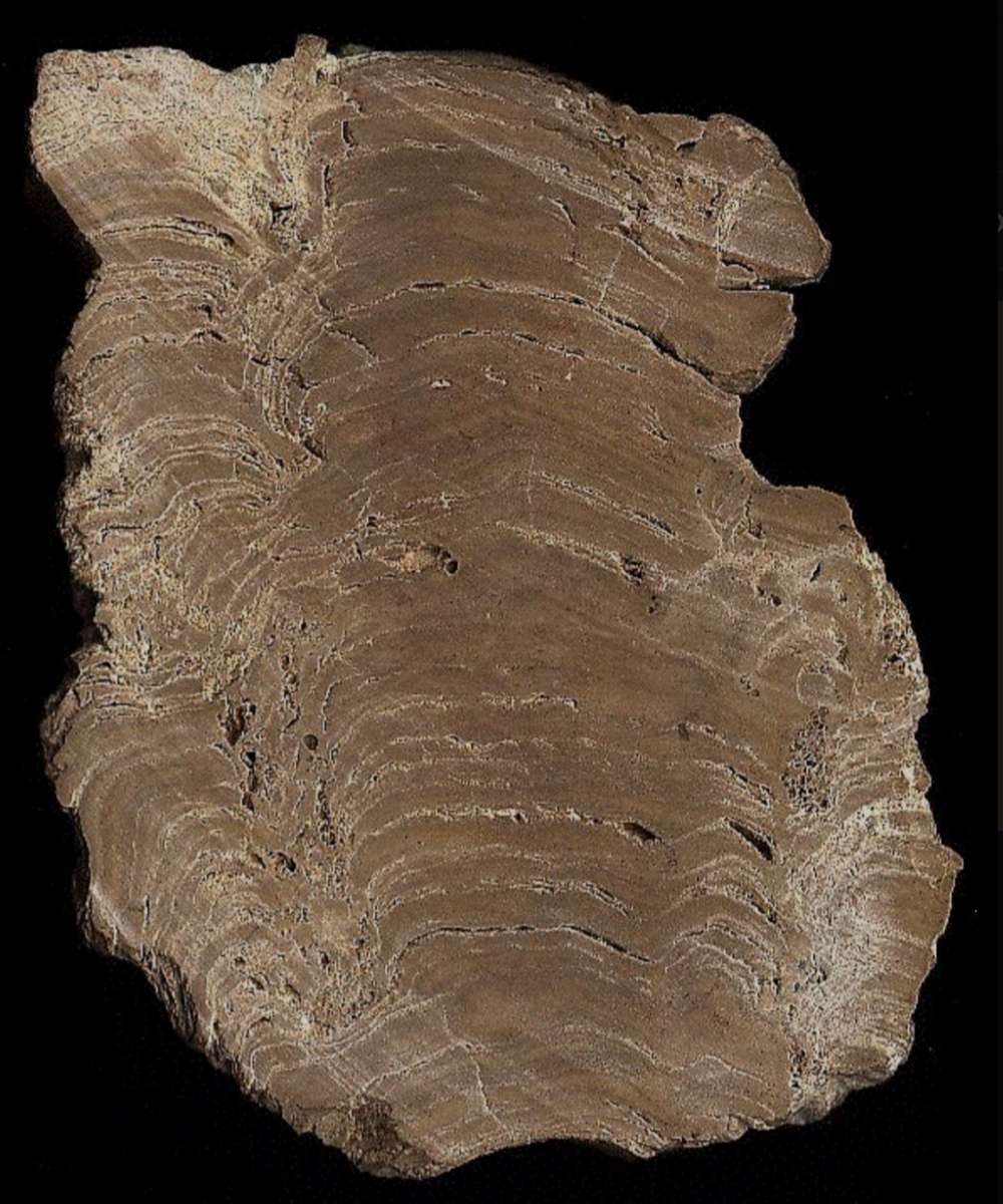 Primer fósil rompecabezas en línea