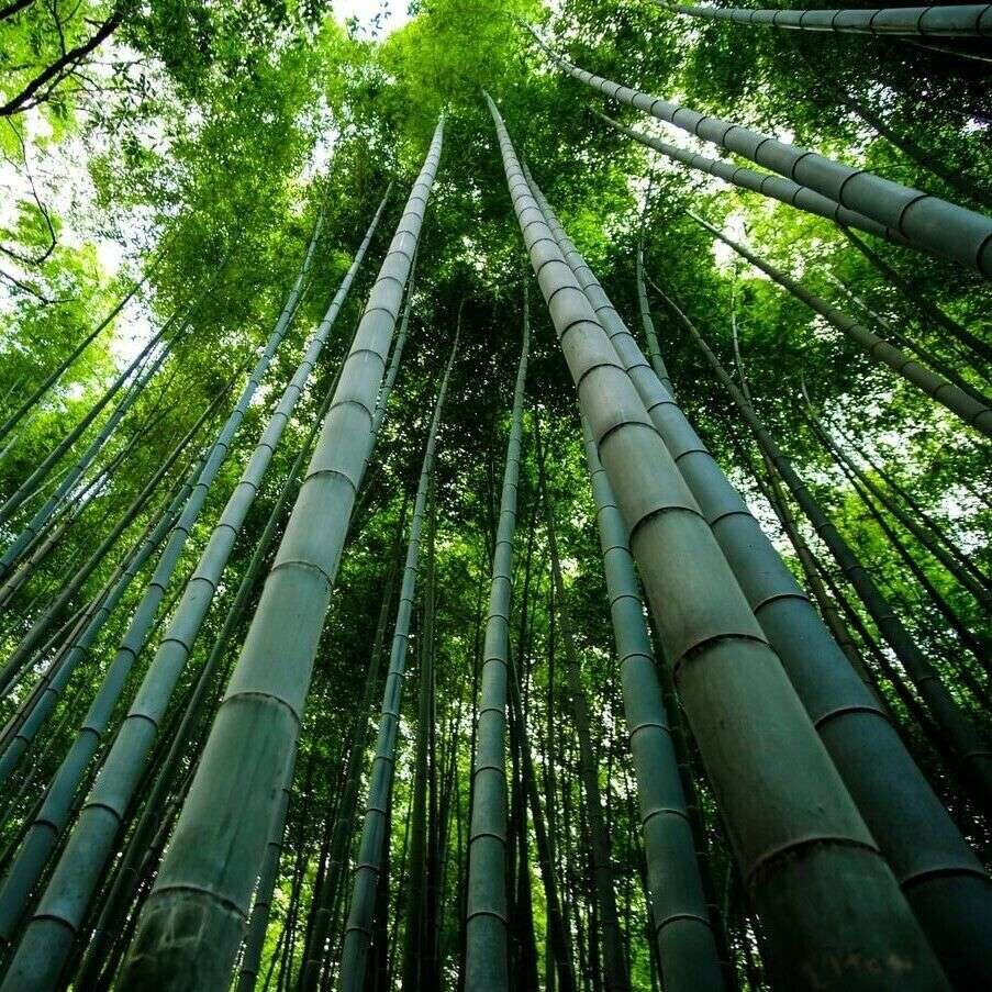 Arborele de bambus puzzle online