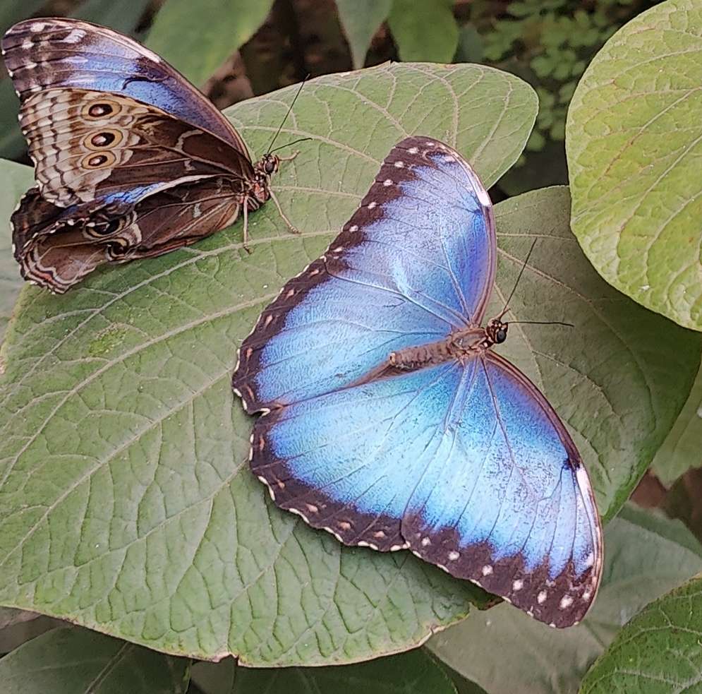 Papillon puzzel online van foto