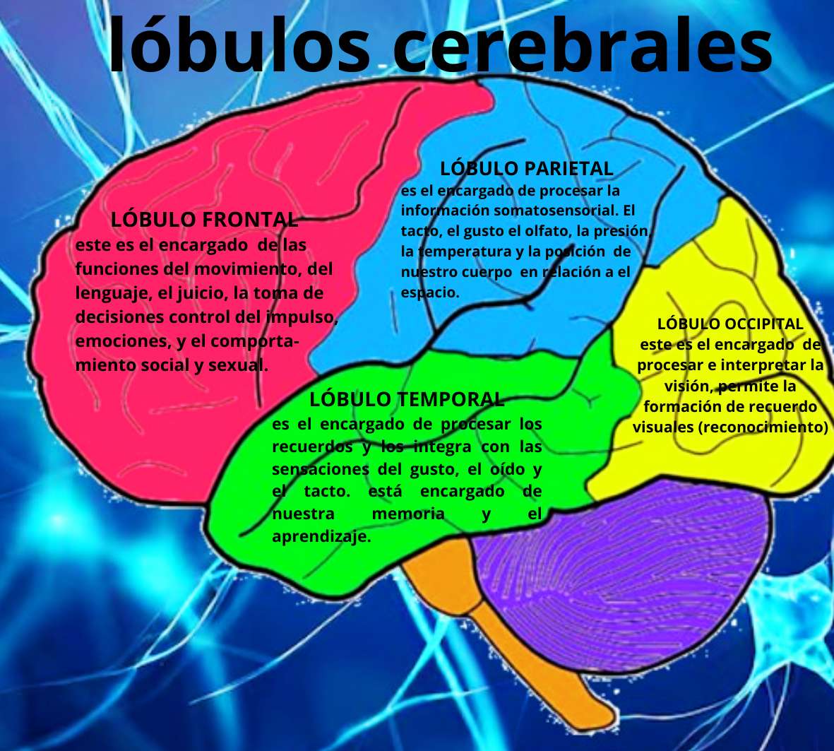 lóbulos cerebrales puzzle online a partir de foto