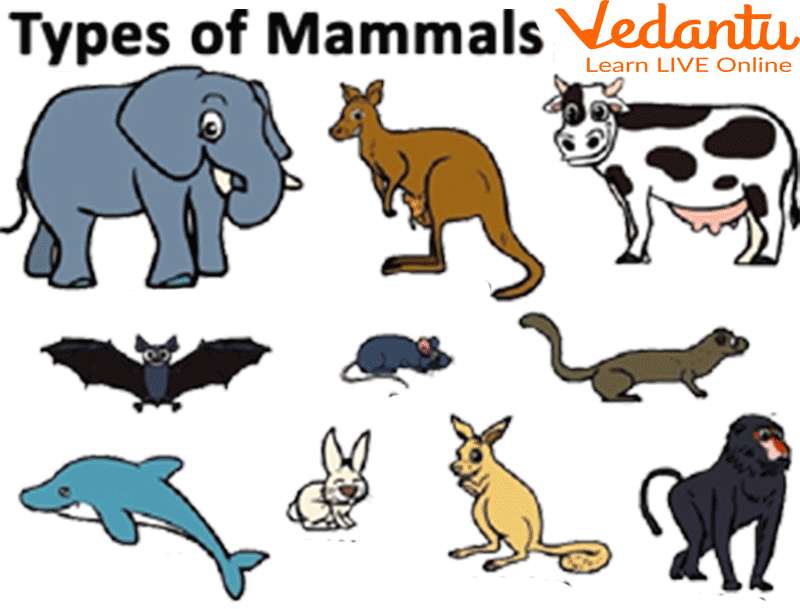 Zoogdieren1 puzzel online van foto