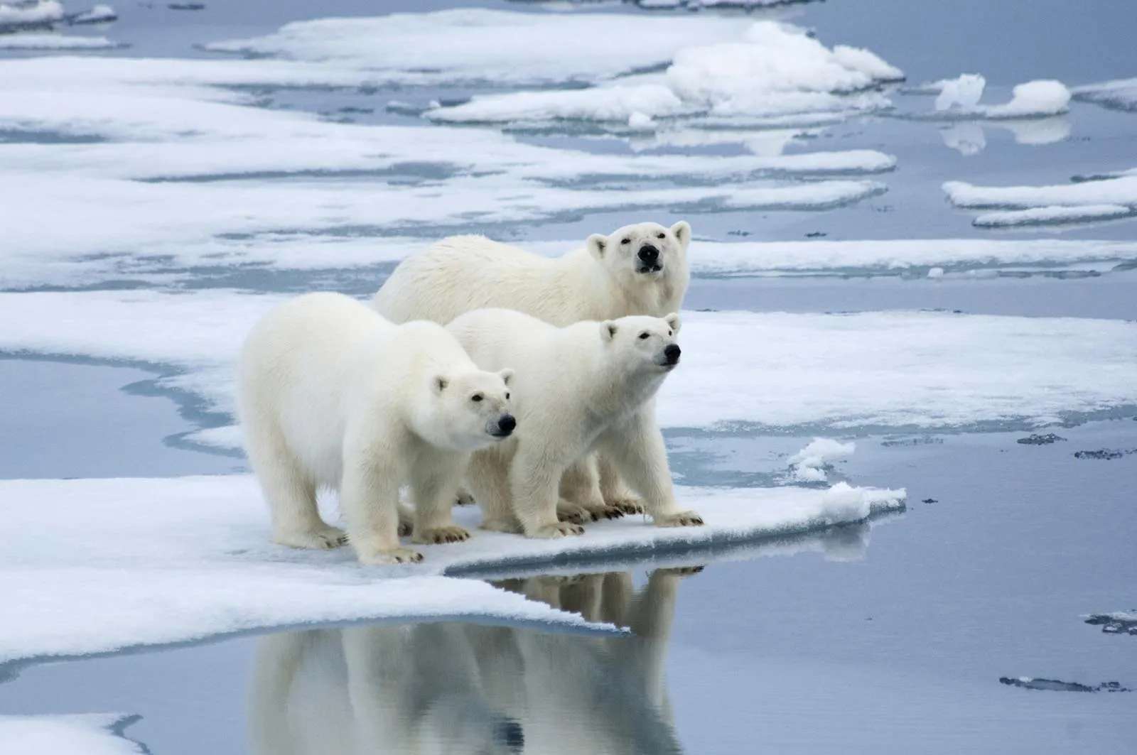 polar habitat puzzle online from photo