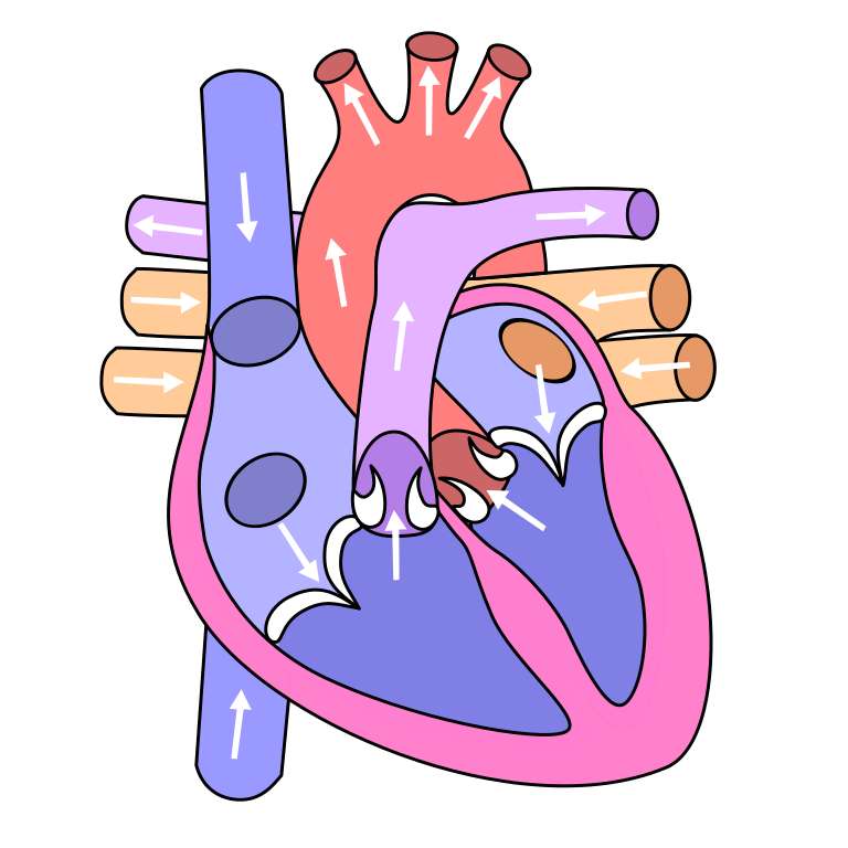 STRUTTURA DEL CUORE puzzle online da foto