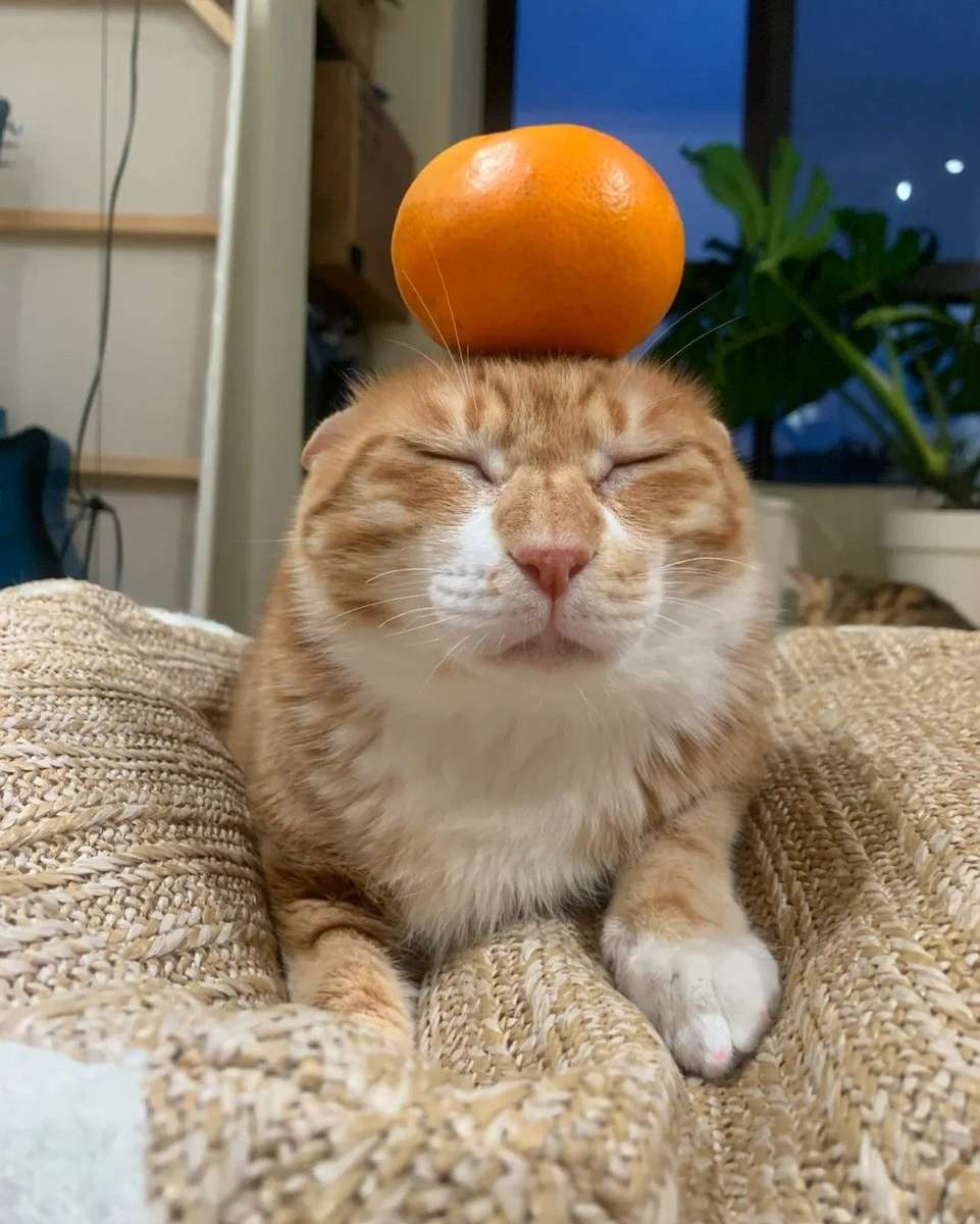 Оранжева оранжева котка онлайн пъзел от снимка